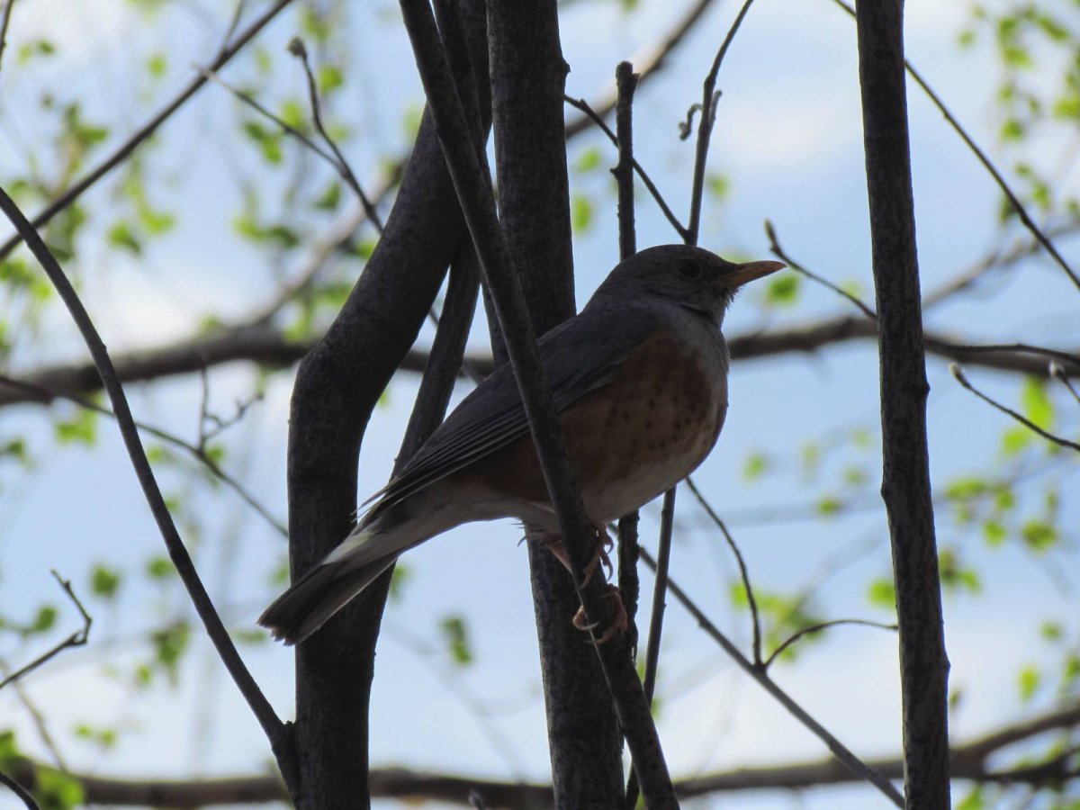 Сизый Дрозд