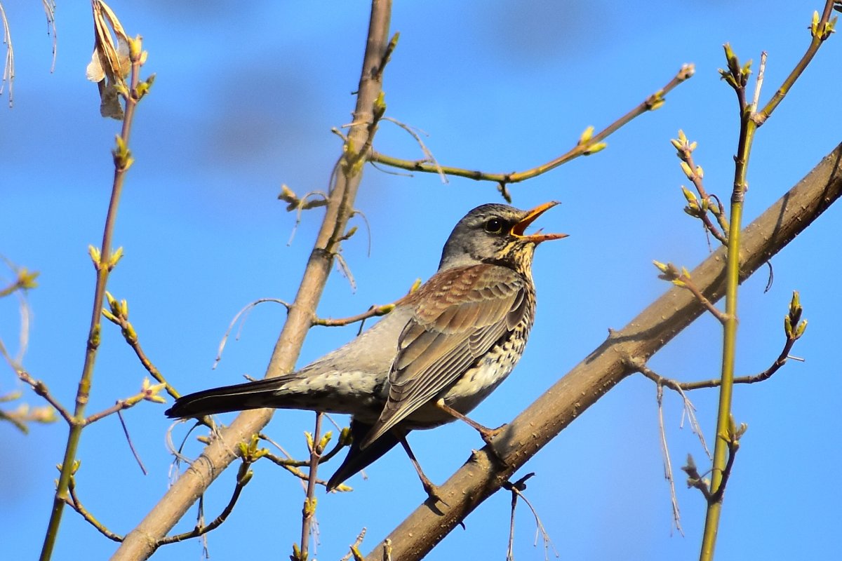 Дрозды фото