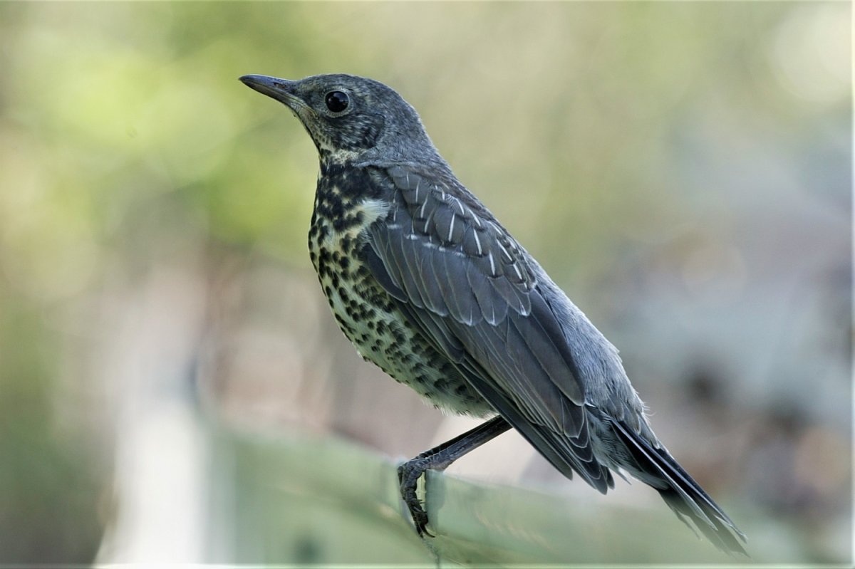 Перо певчего дрозда