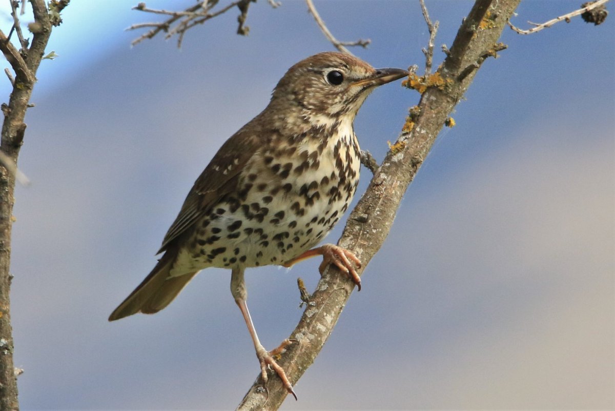 Певчий Дрозд самец