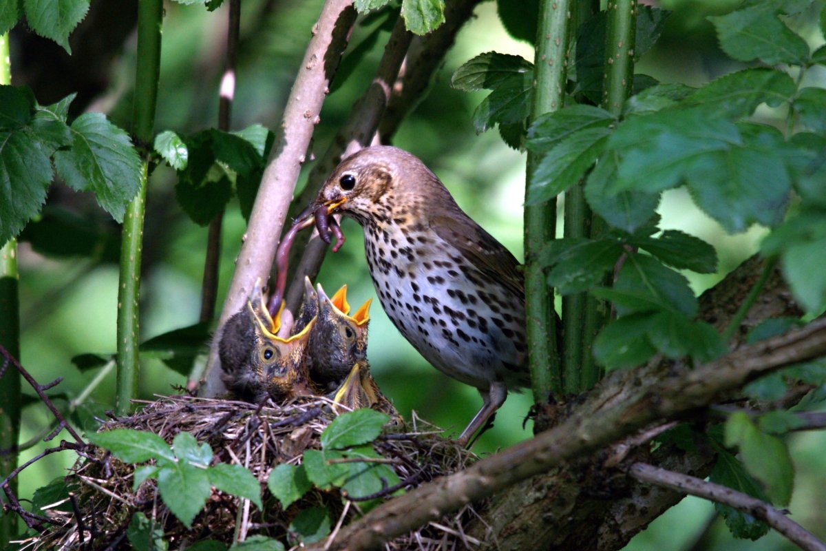 Певчий Дрозд самочка