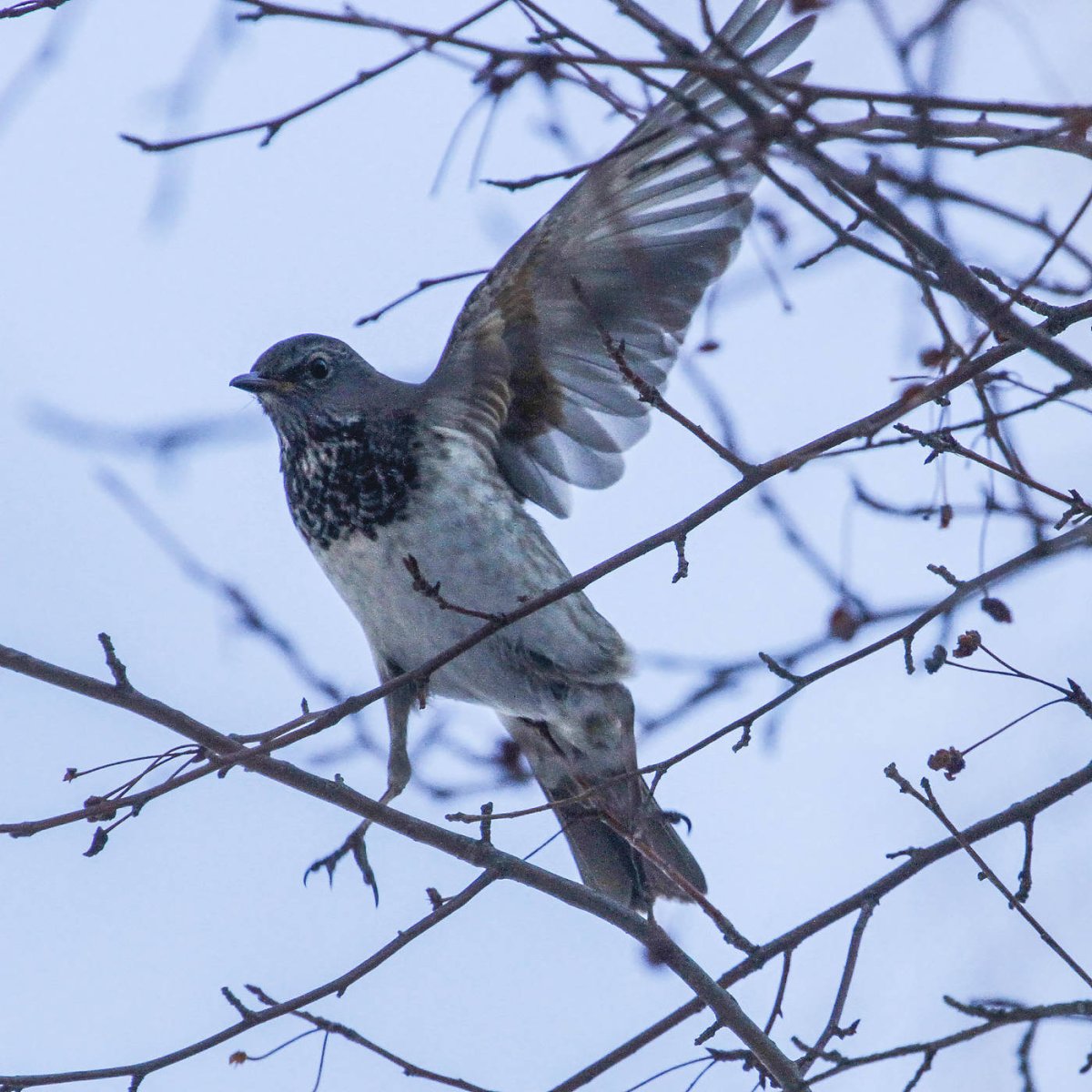 Чернозобый Дрозд в полёте