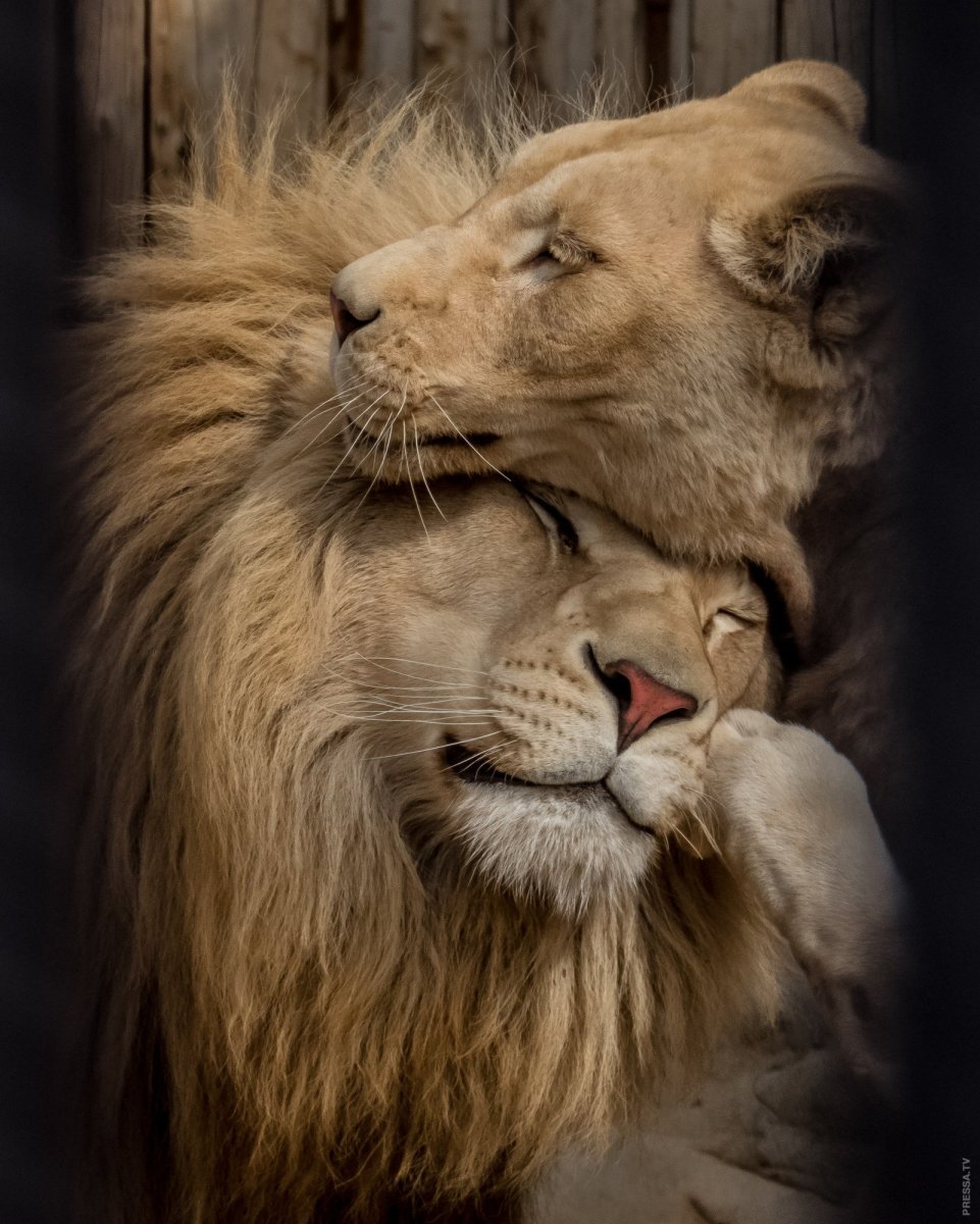 Лев обнимает львицу