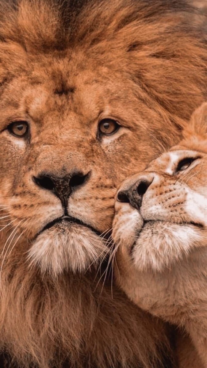 Лев и львица