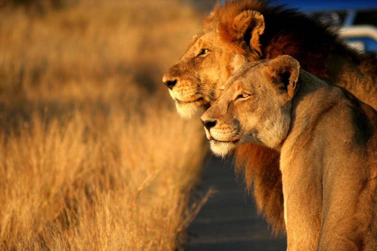 Лев и львица на закате