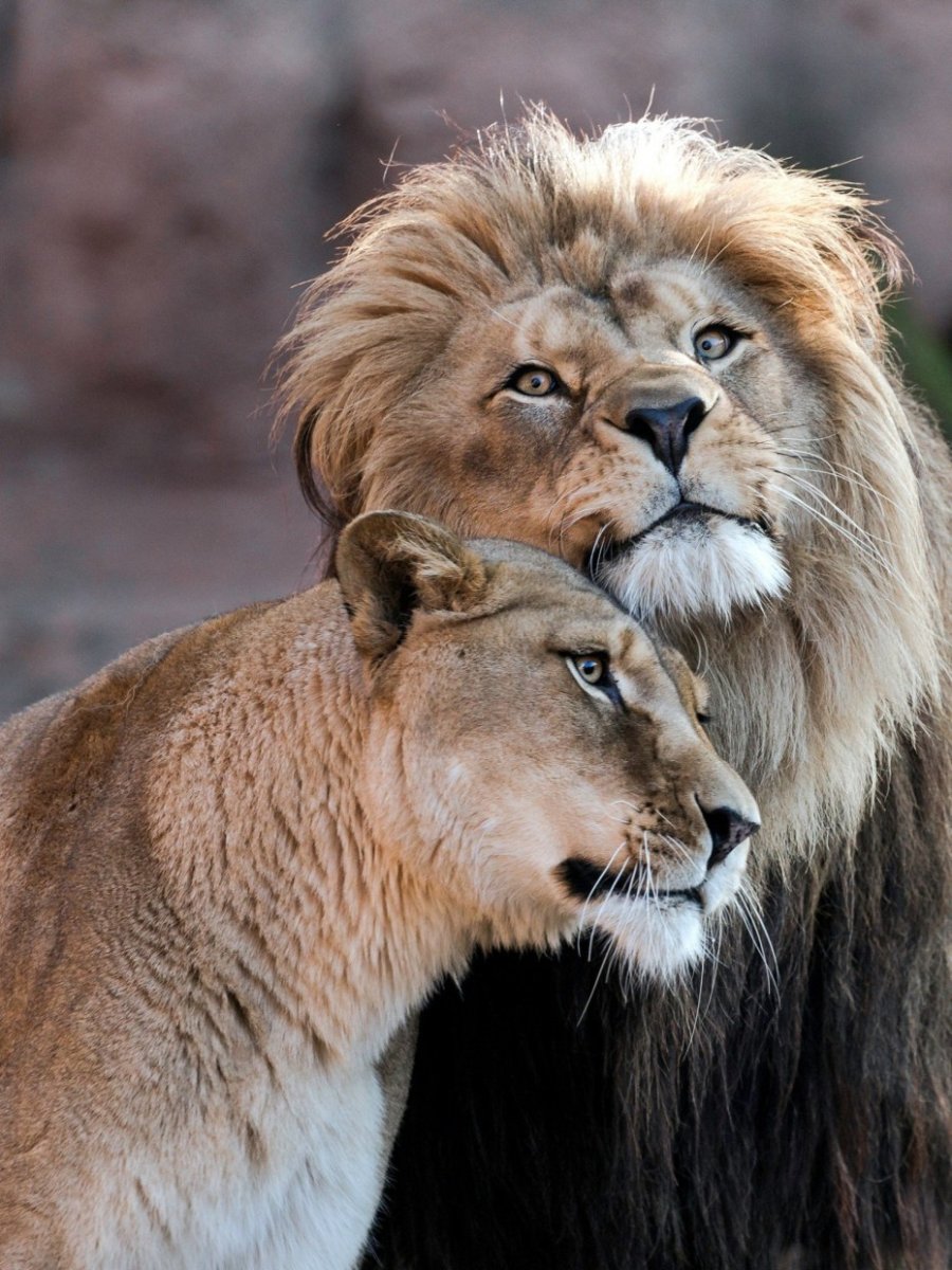 Львы любовь