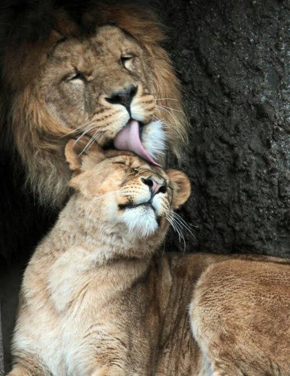 Спокойной ночи Лев