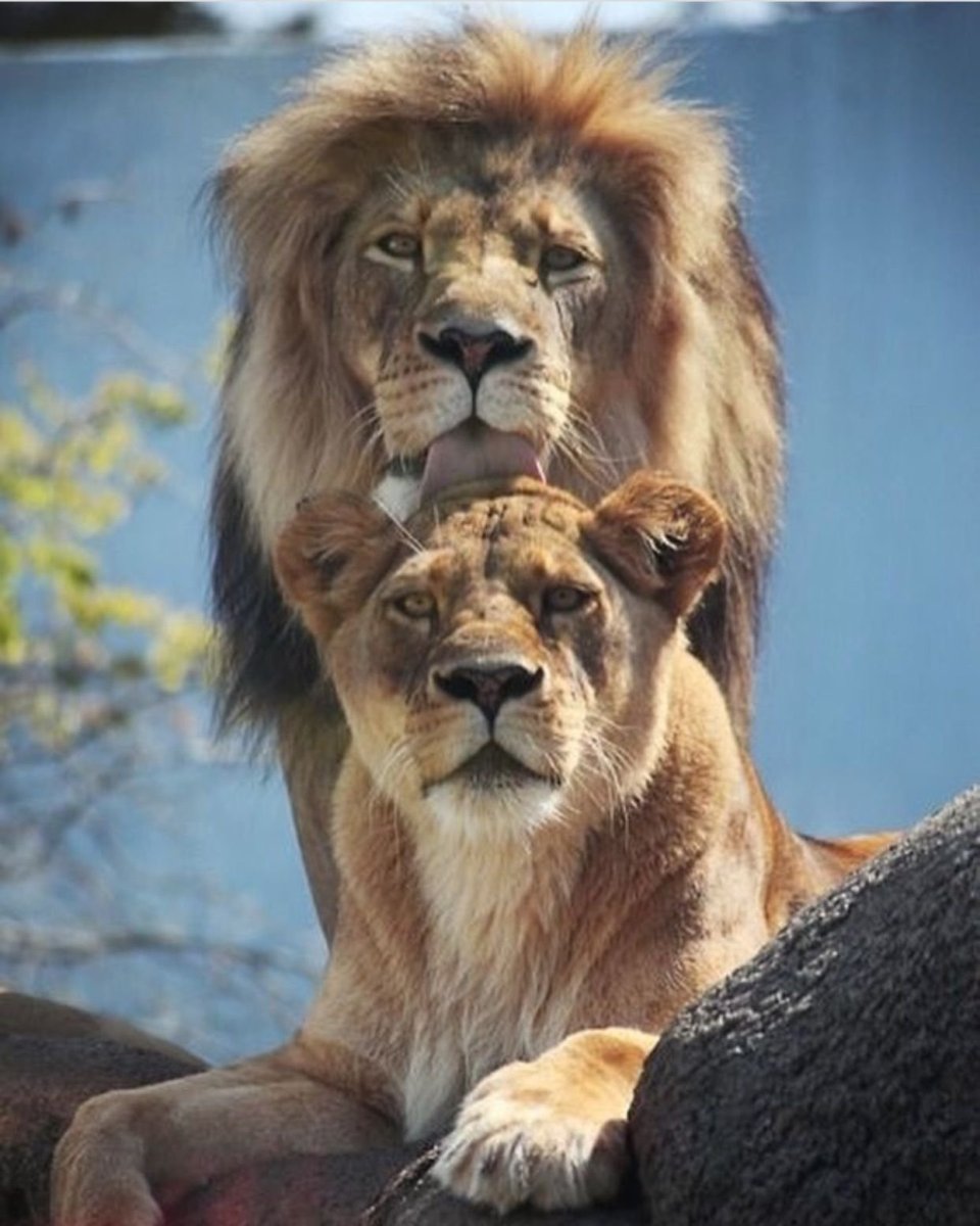 Лев и львица любовь