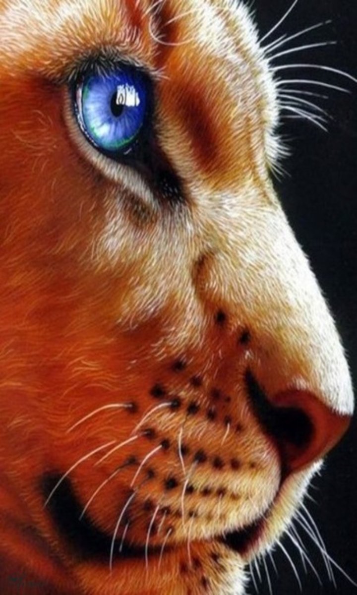 Глаза львицы