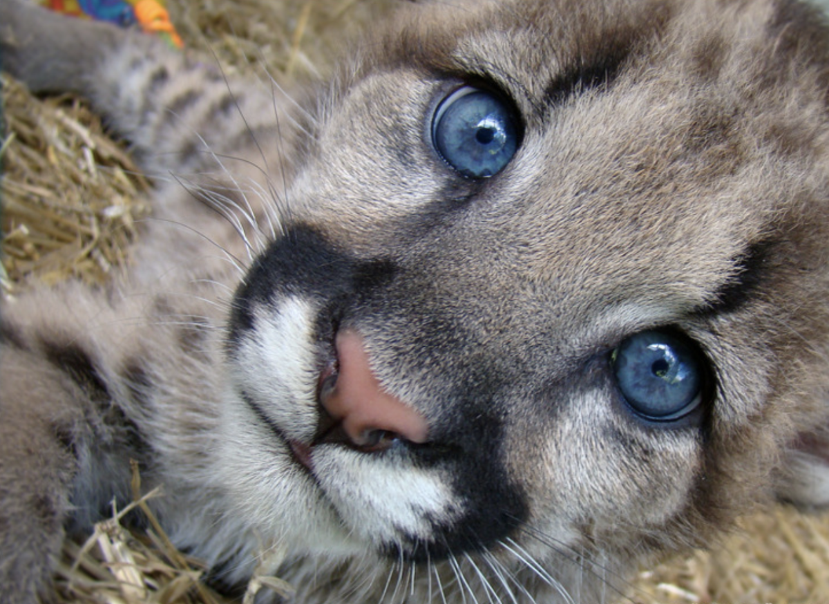 Пума Кугуар зелёный глаз