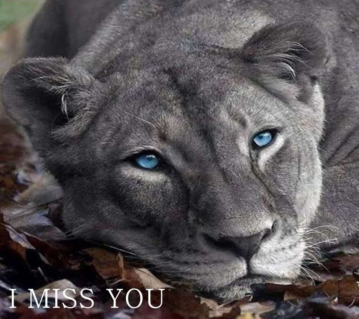 Львица серым цветом