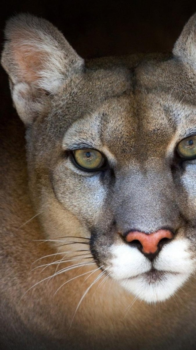 Стоун Кугуар