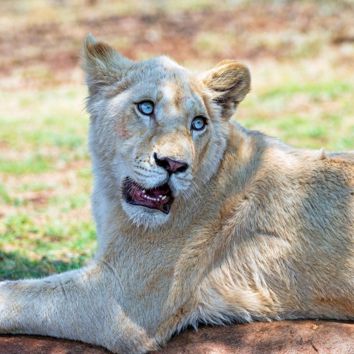 Львица с голубыми глазами