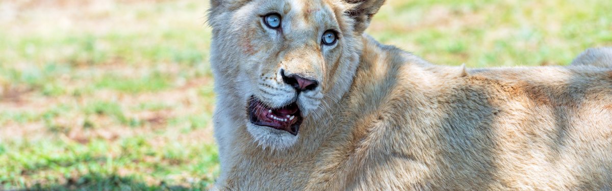 Львица с голубыми глазами