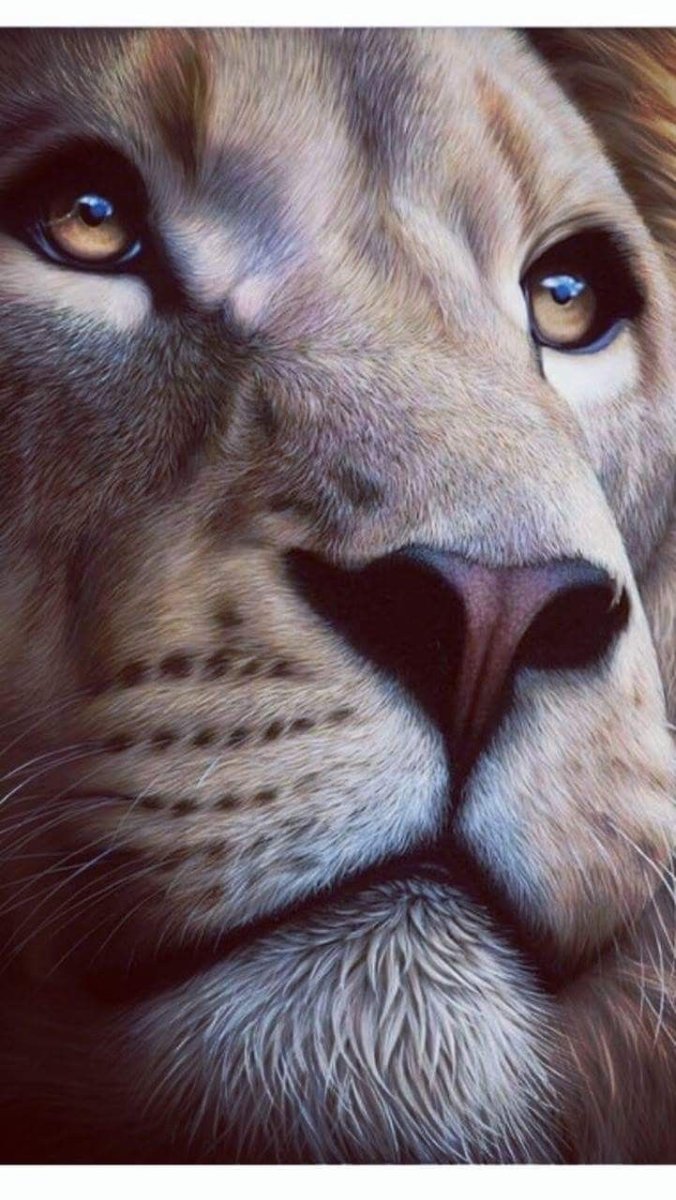 Красивая морда Льва