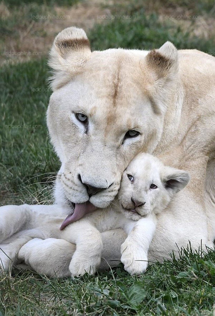 Белая львица