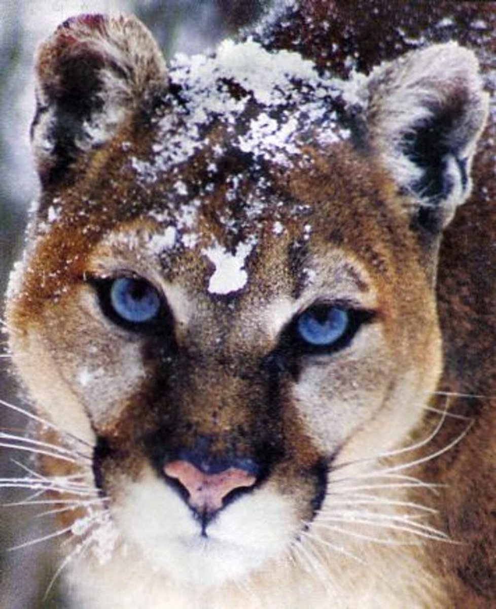 Пума с синими глазами