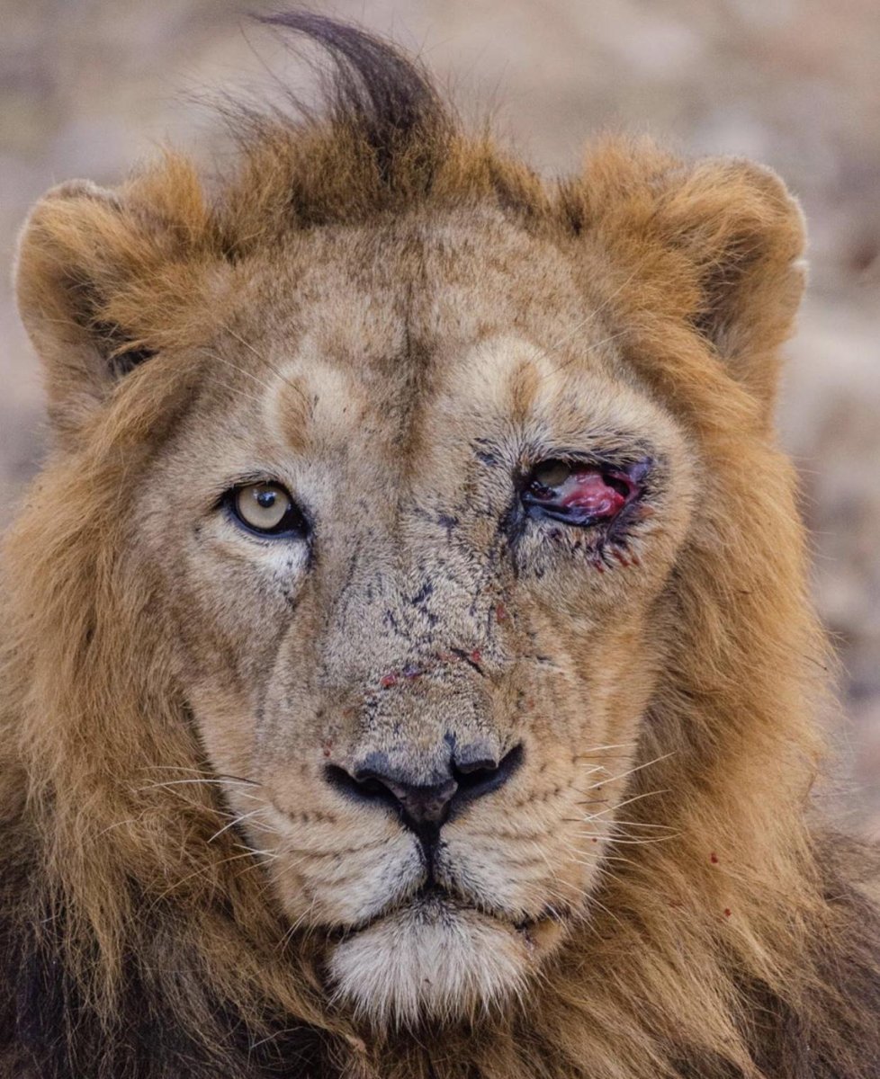 Настоящие львы