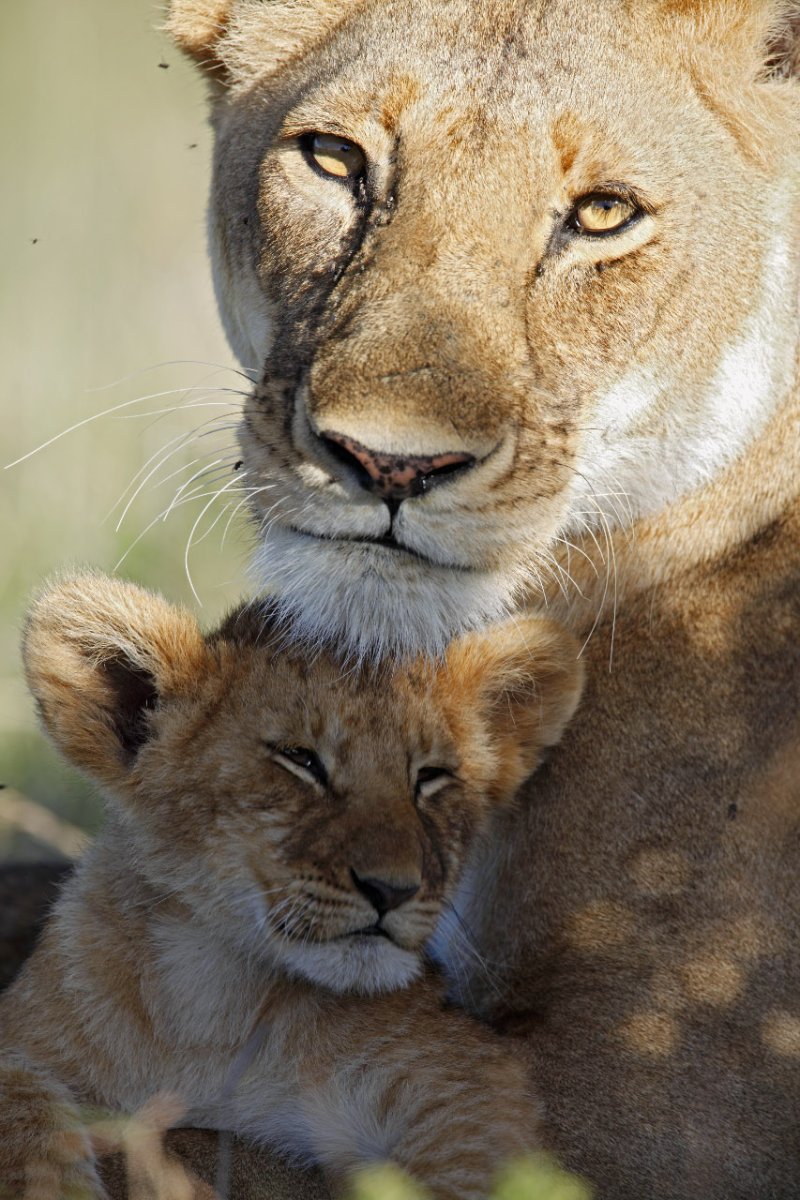 Львенок с мамой