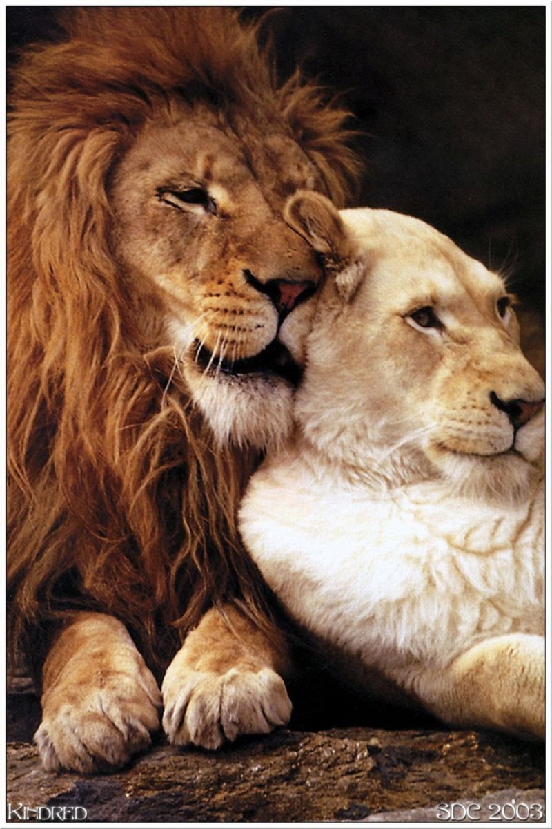 Лев и львица в обнимку