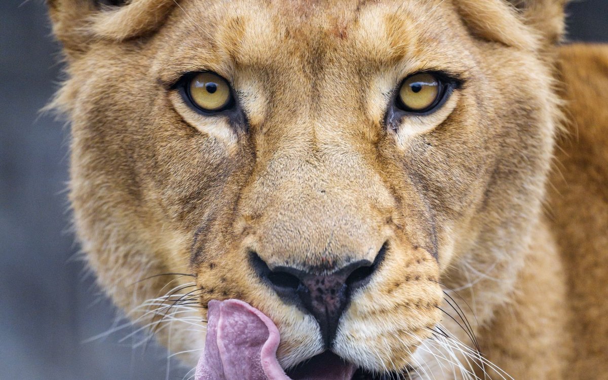 Лев с высунутым языком