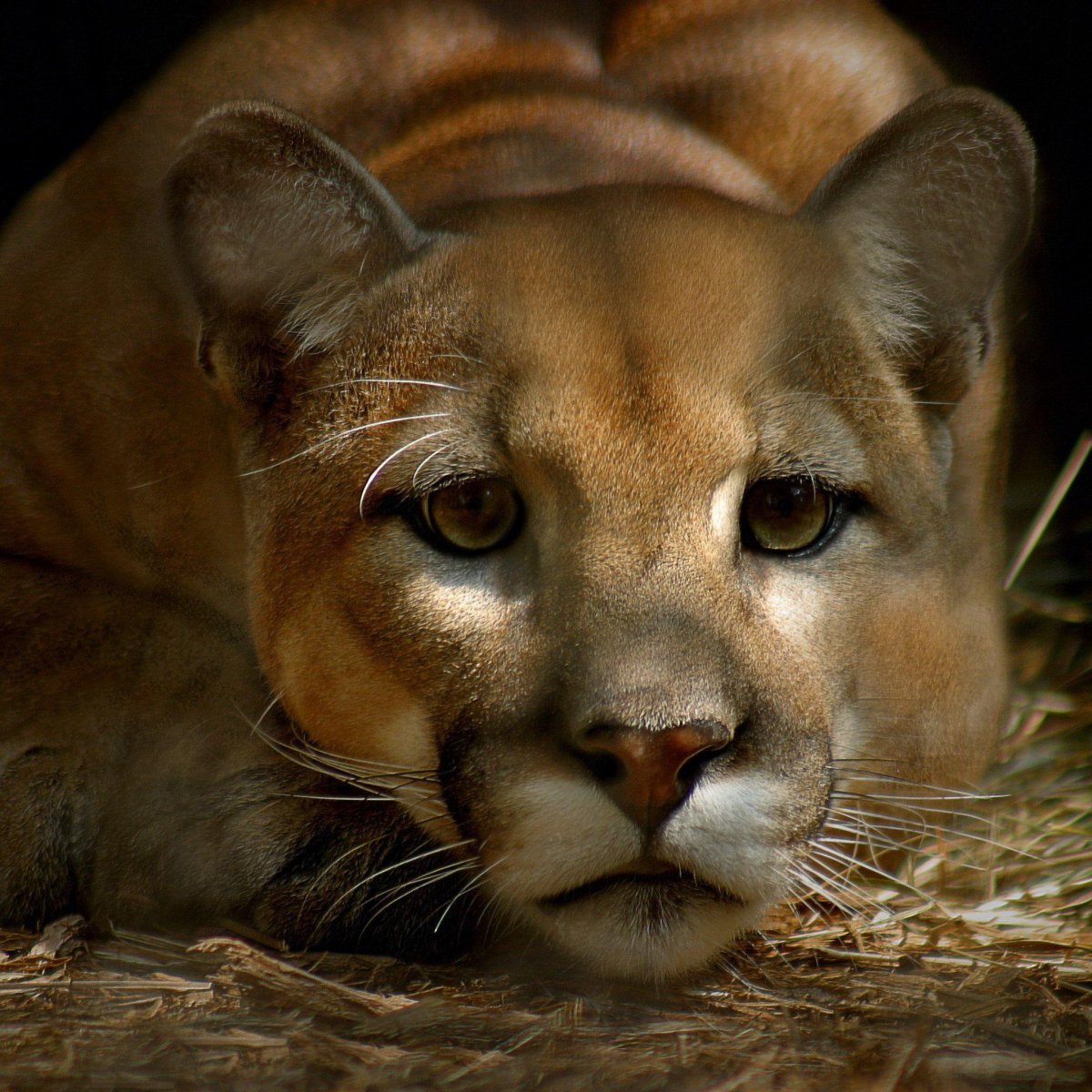 Восточная Пума вымершая