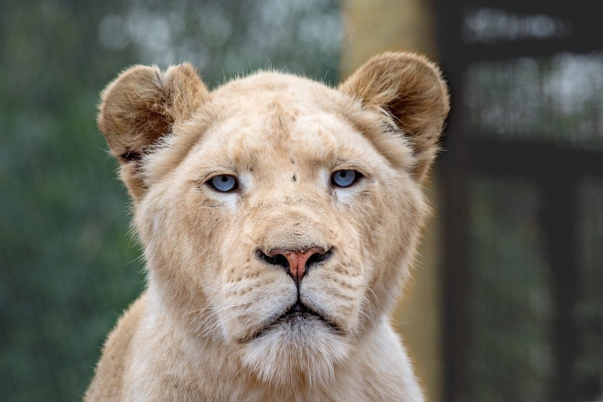 Морда львицы с голубыми глазами
