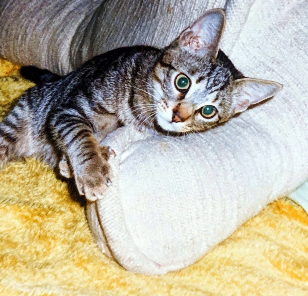 Азиатская табби кошка