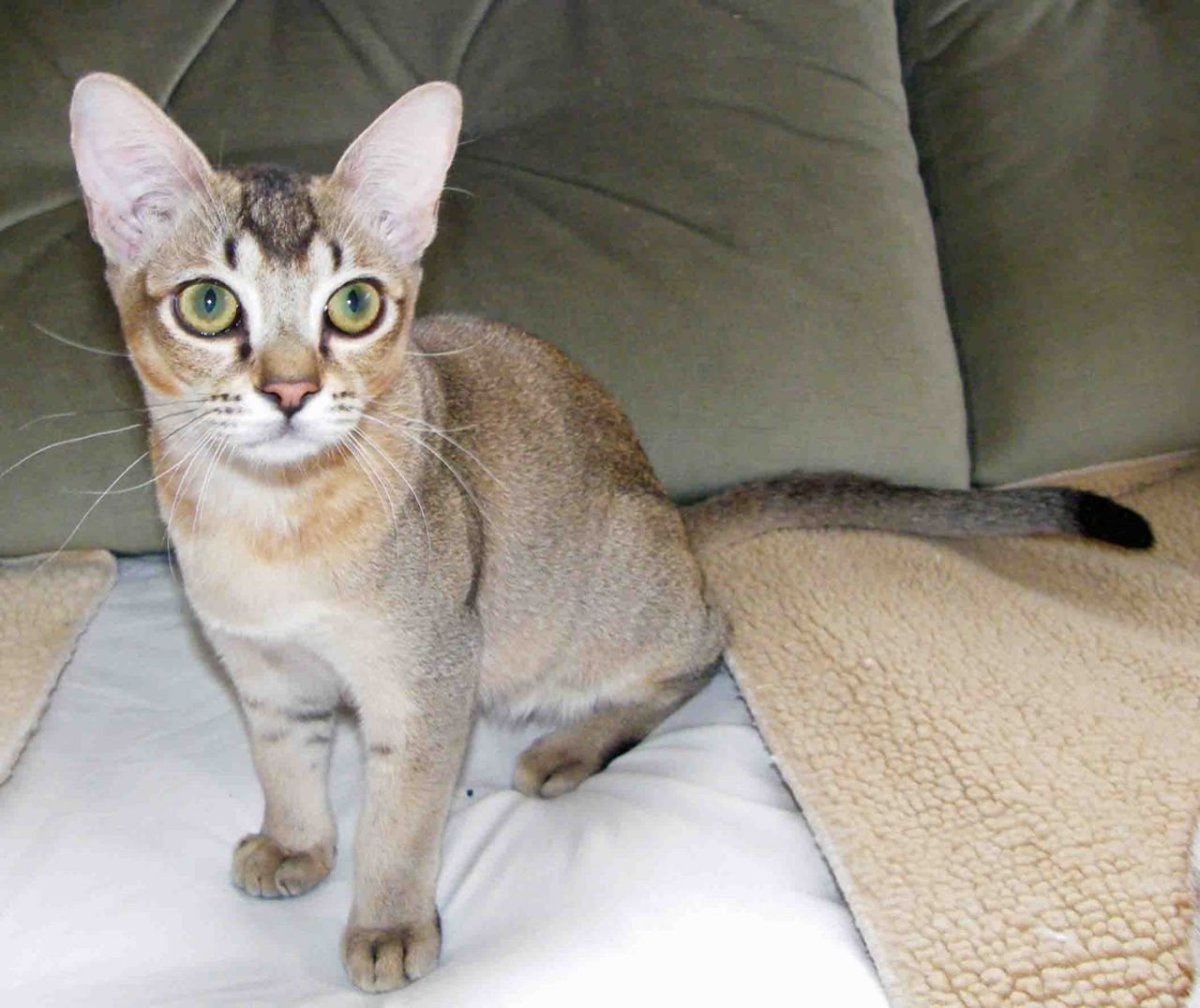 Порода кошек азиатская табби