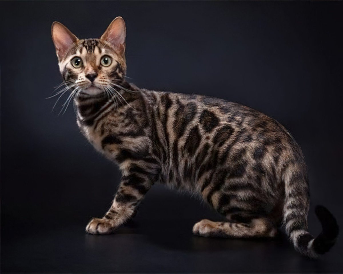 Азиатская табби кошка
