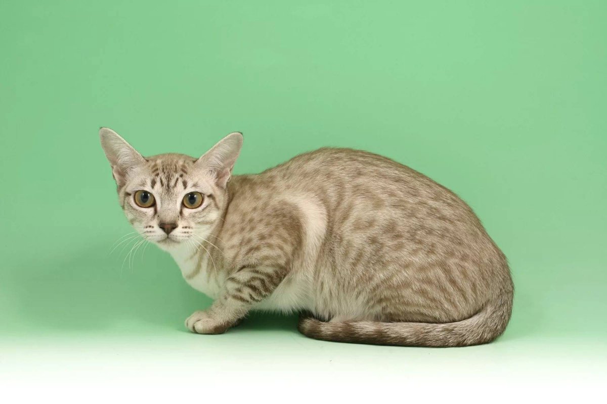Азиатский табель кошка