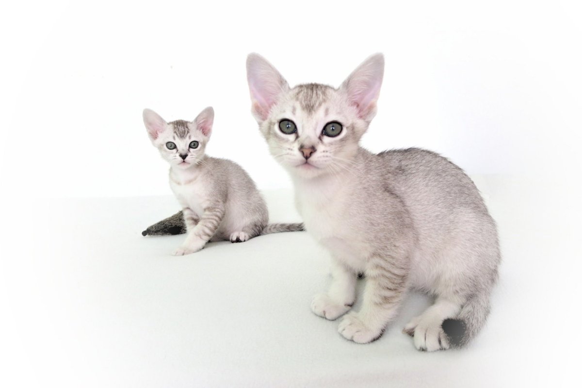 Азиатская табби кошка