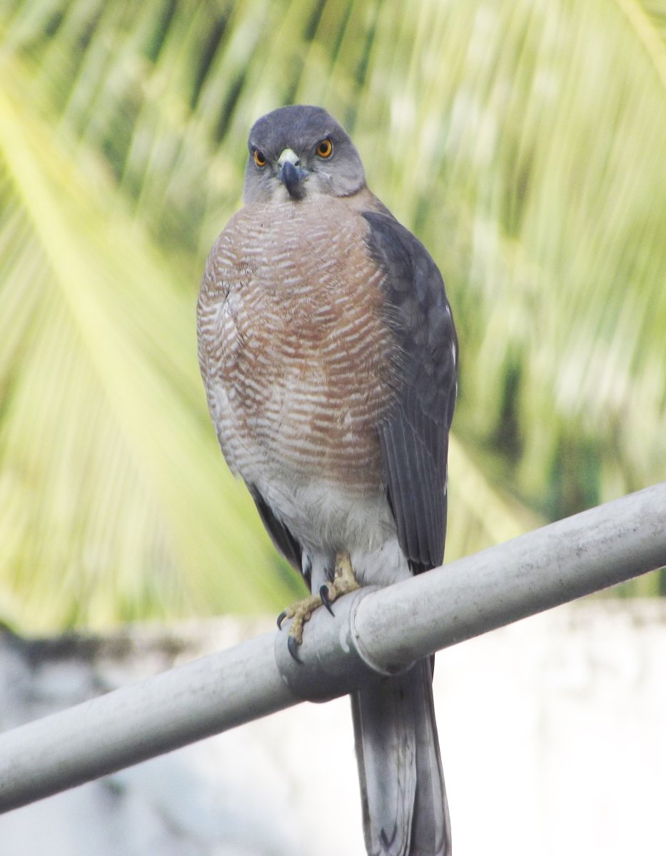 Крупные городские птицы