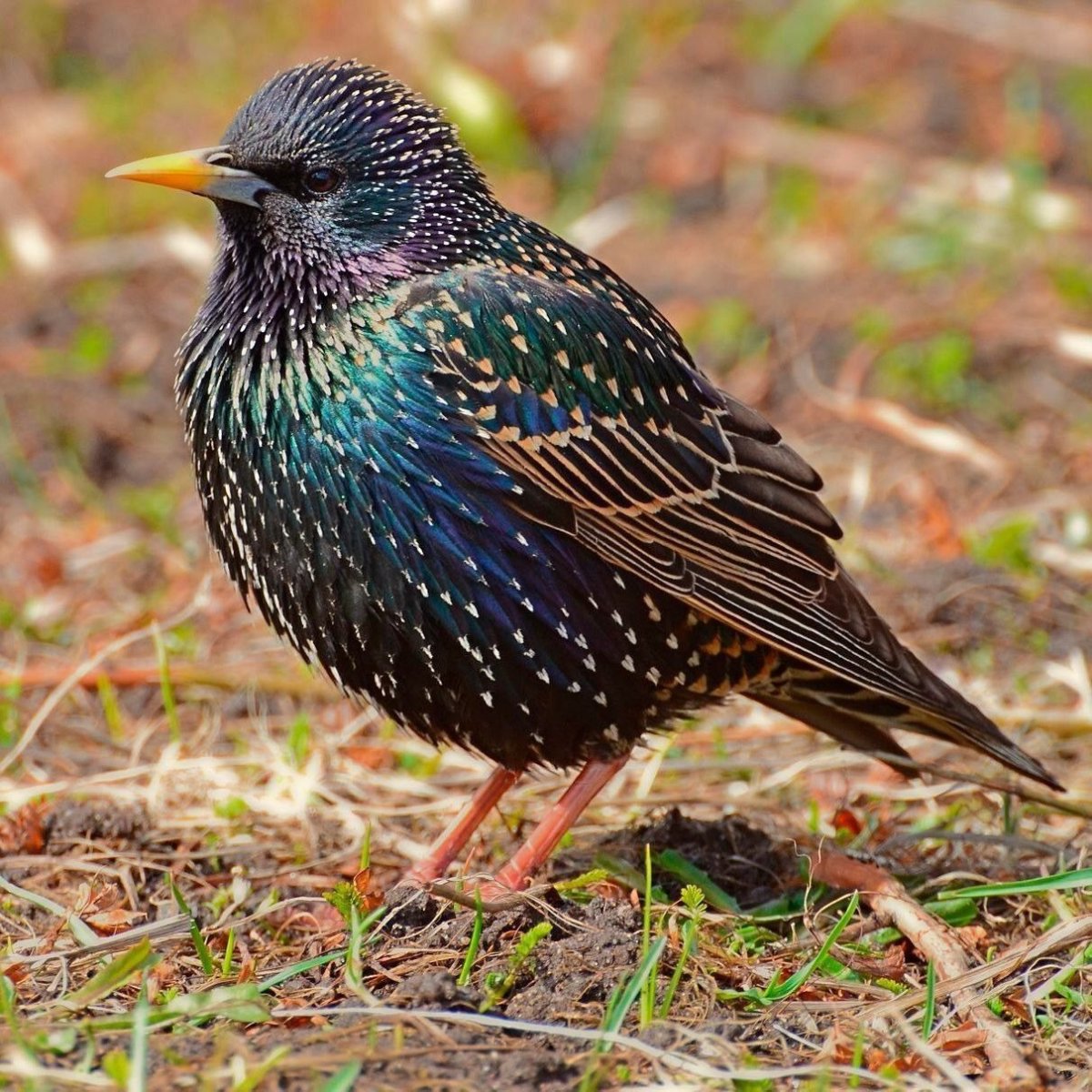 Дрозд обыкновенный скворец