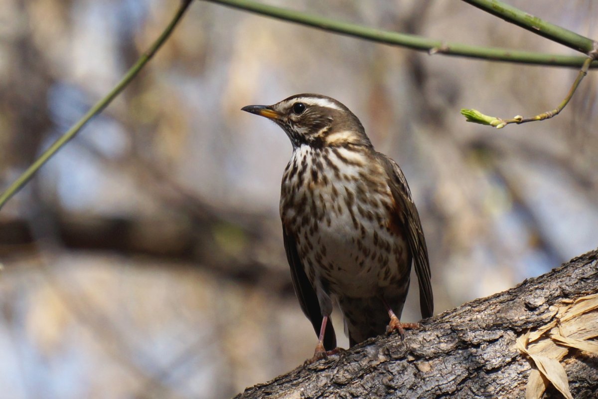 Птицы Санкт-Петербурга