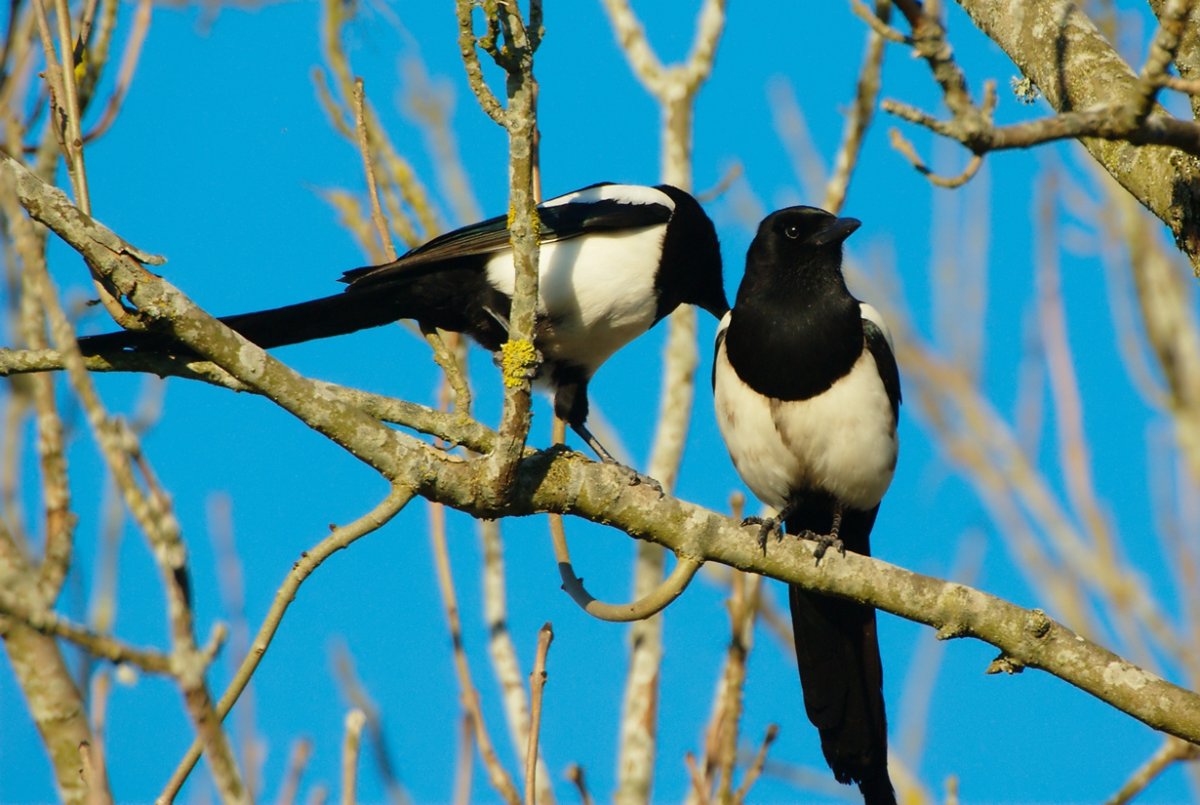 Калифорнийская сорока