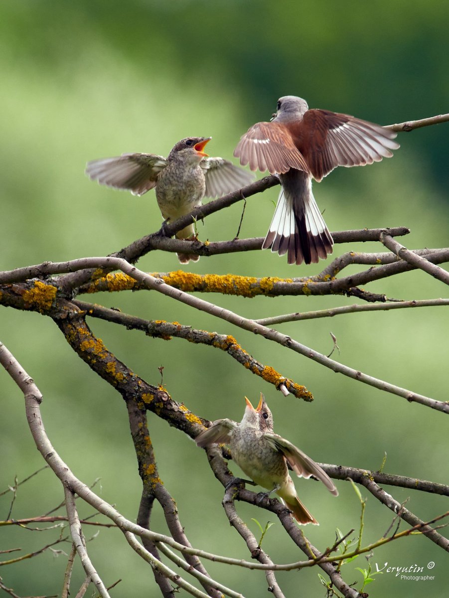 Городские птицы