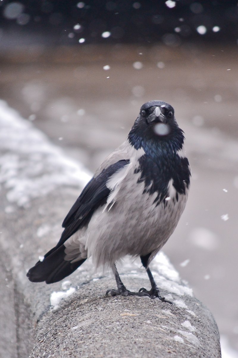 Городские птицы