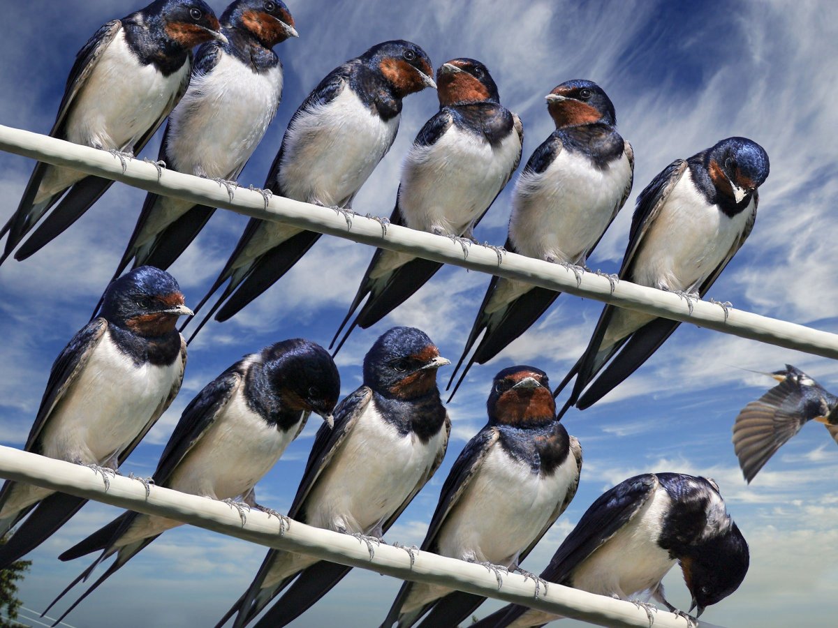 Стрижи перелетные птицы Ташкент