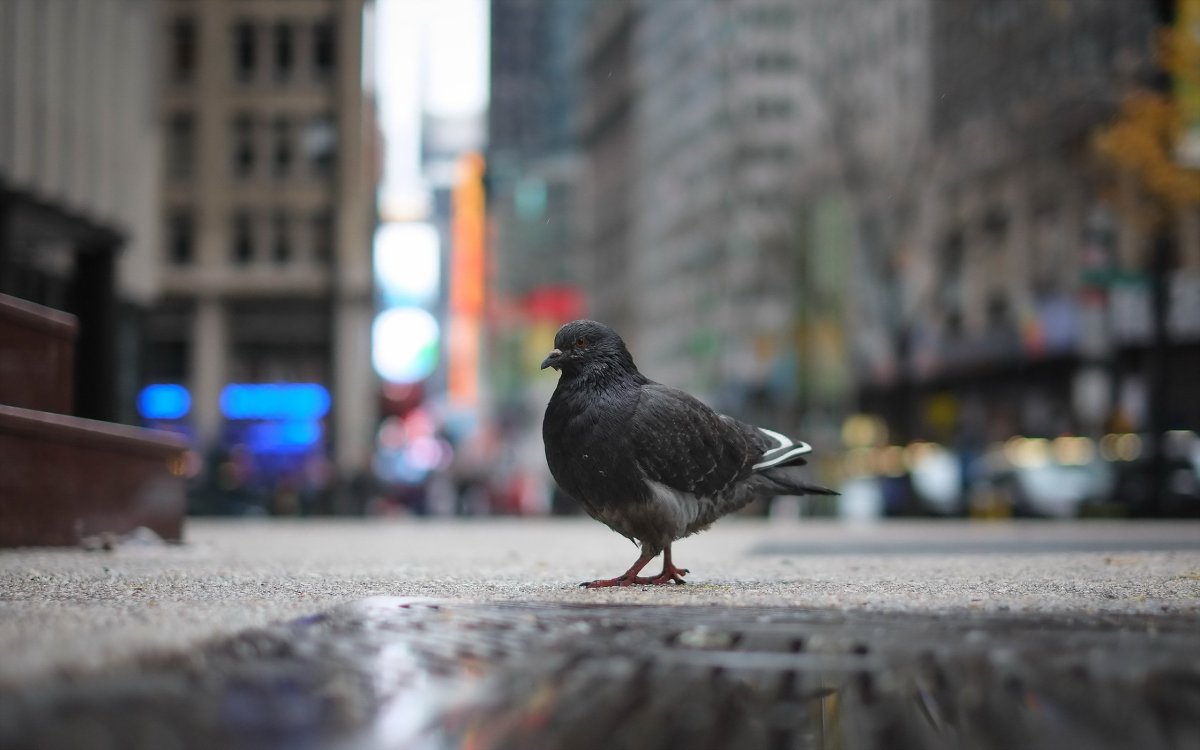 Голуби в городе