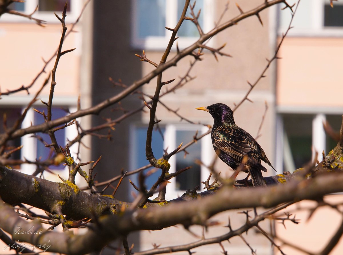 Скворец птица СПБ