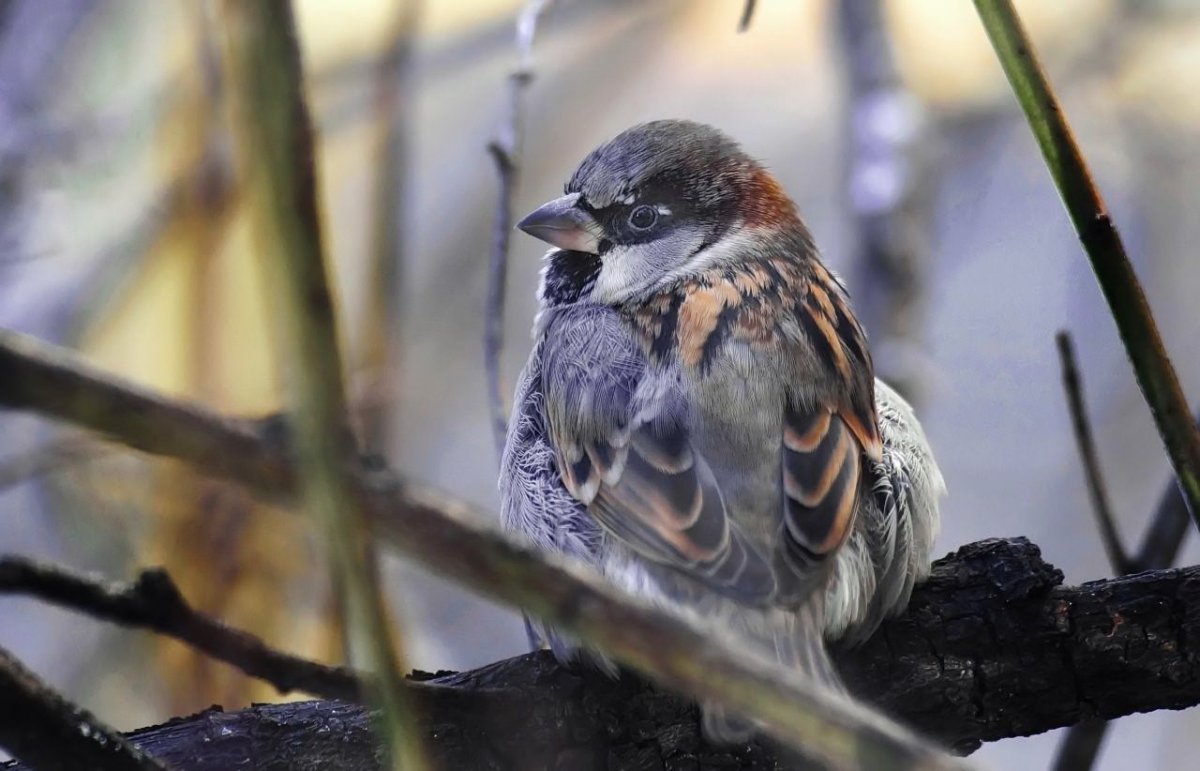 Чубатый Воробей