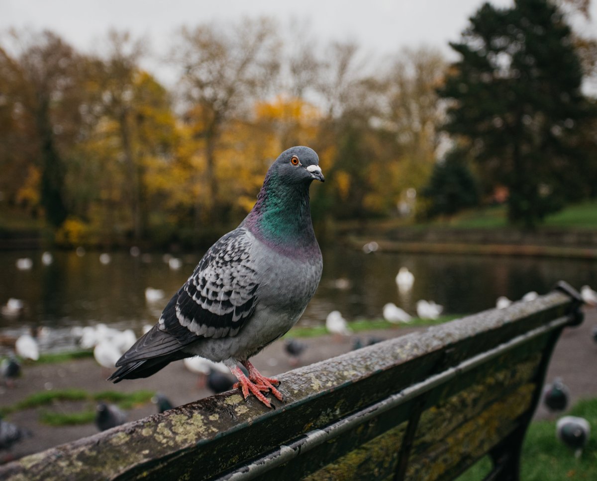 Птицы в городе