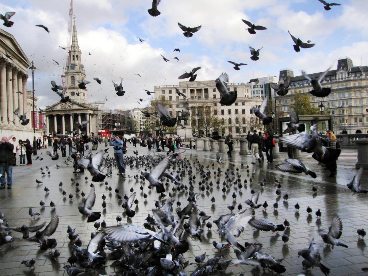 Трафальгарская площадь Дикие голуби