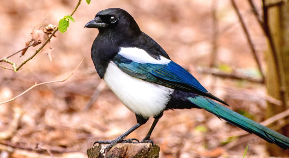 Сорока белобока птица