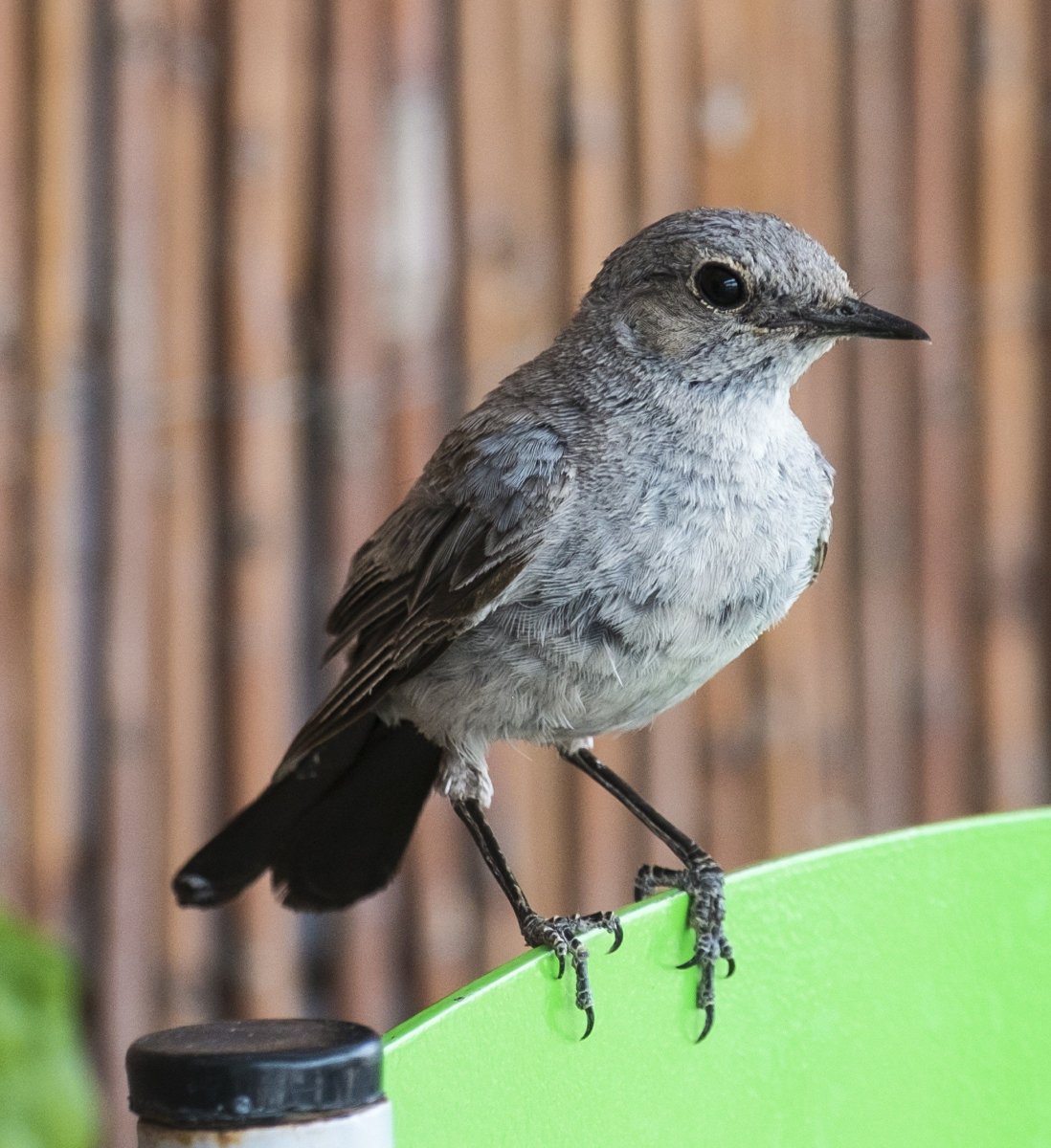 Серая птичка