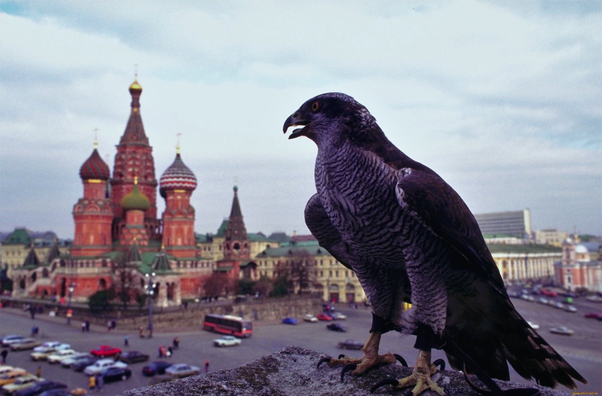 Сокол Сапсан в городе