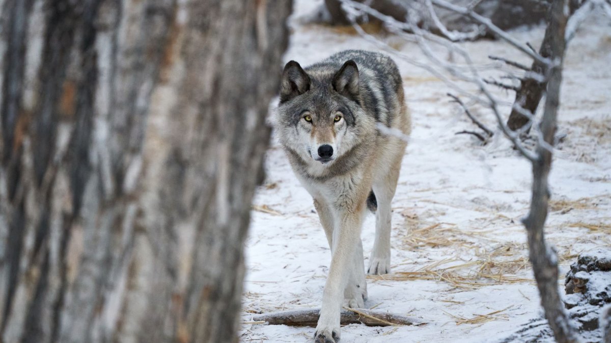 Хищник волк