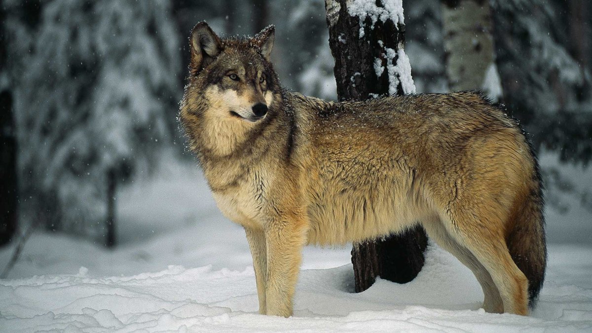 Тайга серый волк