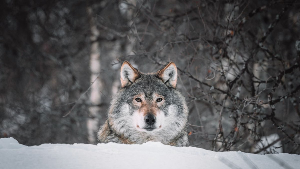 Волк в тайге фото